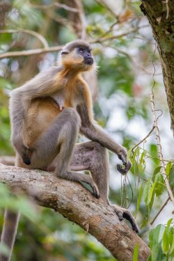 capped-langur-presbytis-pileatus-8