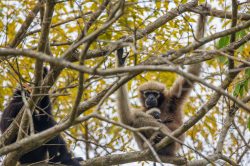 hoolock-gibbon-hoolock-hoolock-6