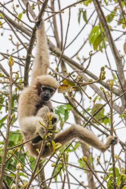 hoolock-gibbon-hoolock-hoolock-7