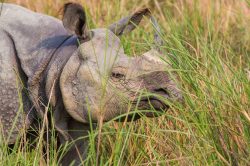 indian-rhinoceros-rhinoceros-unicornis-4