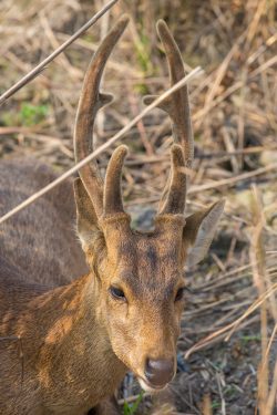 hog-deer-axis-porcinus-2