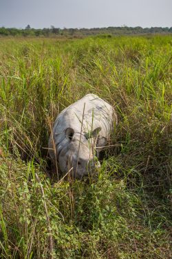 indian-rhinoceros-rhinoceros-unicornis-5