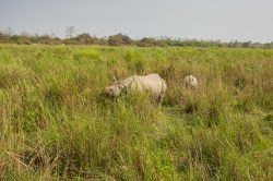 indian-rhinoceros-rhinoceros-unicornis-6
