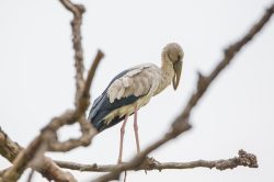 asian-openbill-stork-anastomas-oscitans