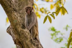 rhesus-macaque-macaca-mulatta-5