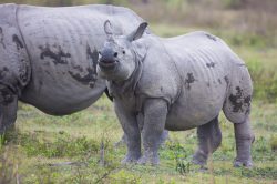 indian-rhinoceros-rhinoceros-unicornis-7