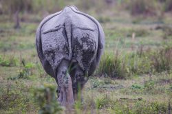 indian-rhinoceros-rhinoceros-unicornis-8