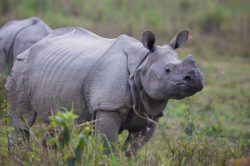 indian-rhinoceros-rhinoceros-unicornis-9