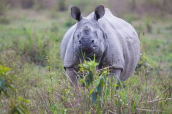 indian-rhinoceros-rhinoceros-unicornis-10