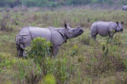 indian-rhinoceros-rhinoceros-unicornis-11