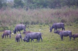 water-buffalo-bubalus-bubalus-2