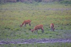 swamp-deer-cervus-davauceli