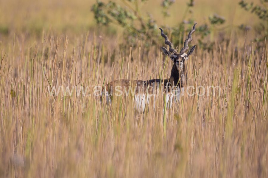 black-buck-antilope-cervicapra