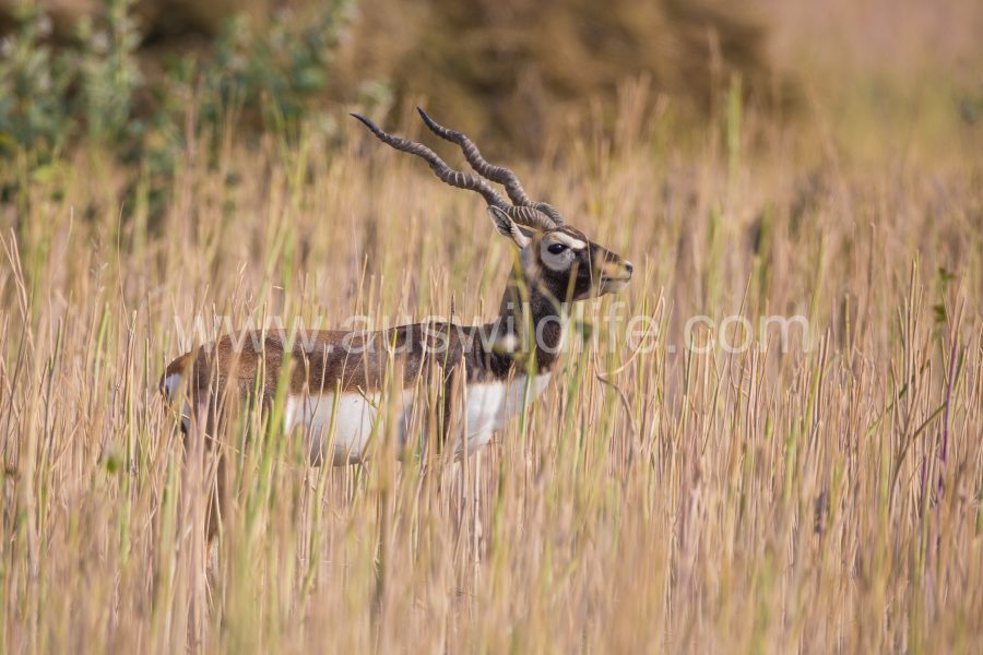 black-buck-antilope-cervicapra-2