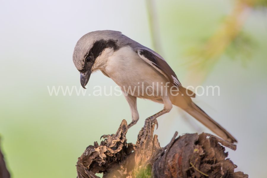 long-tailed-shrike-lanius-schach