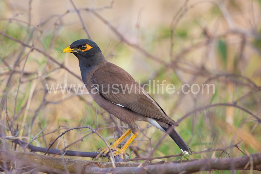 indian-or-common-mynah-acridotheres-tristis