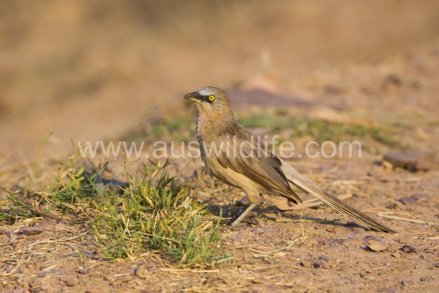 large-grey-babbler-turdoides-malcolmi