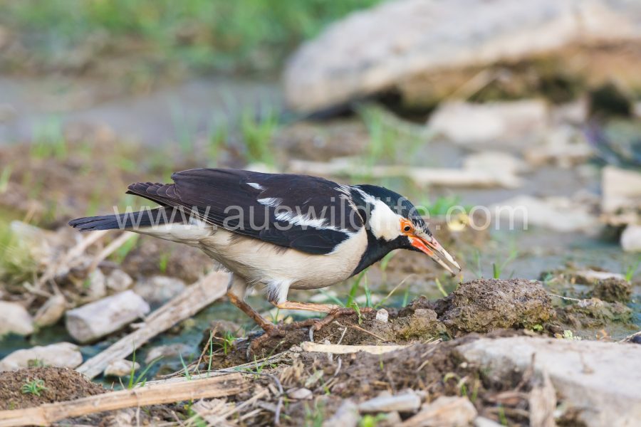 asian-pied-starling-gracupica-contra