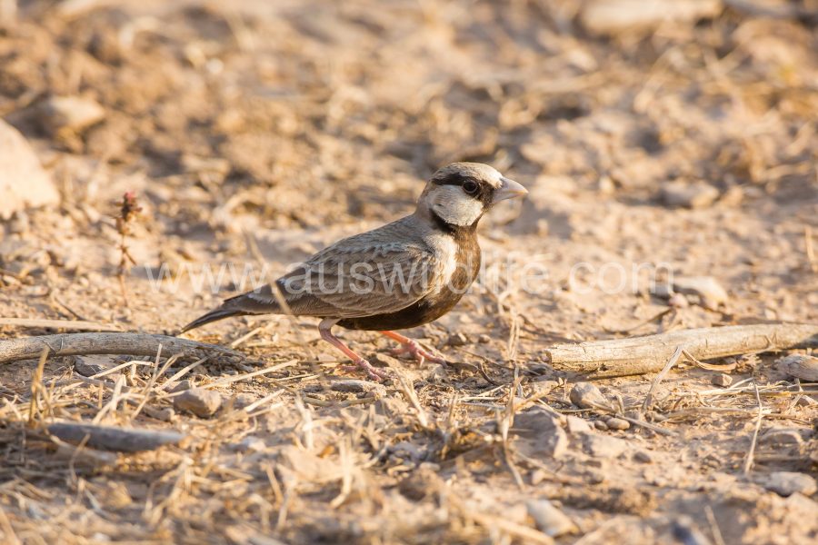 black-crowned-sparrow-lark-eremopteris-nigriceps