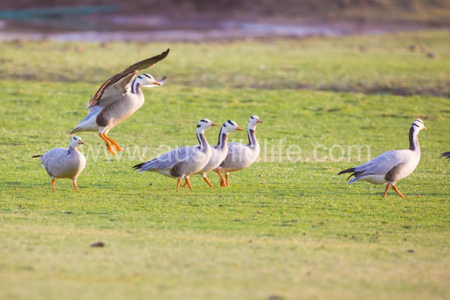 bar-headed-goose-anser-indicus