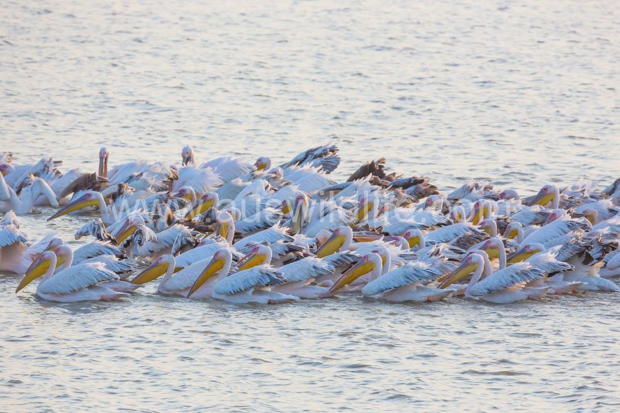 great-white-pelican-pelecanus-onocrotalus