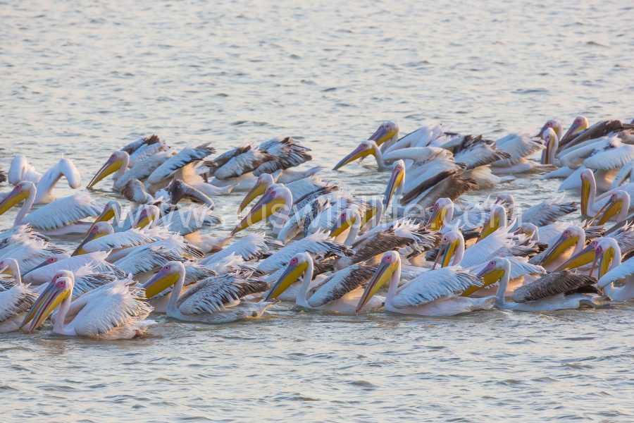 great-white-pelican-pelecanus-onocrotalus-2