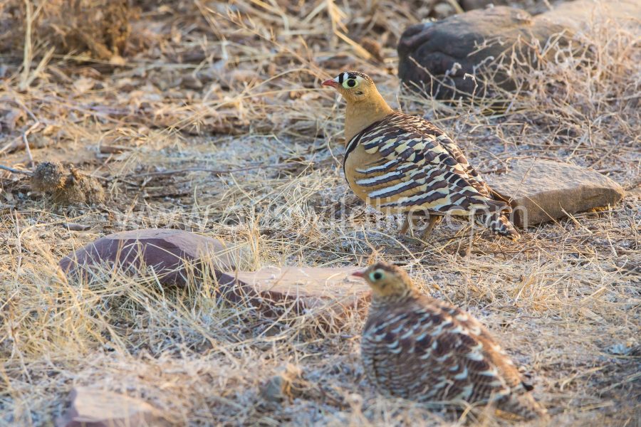 painted-sandgrouse-pterocles-indicus