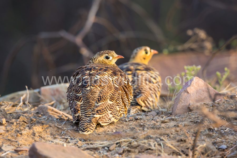 painted-sandgrouse-pterocles-indicus-2