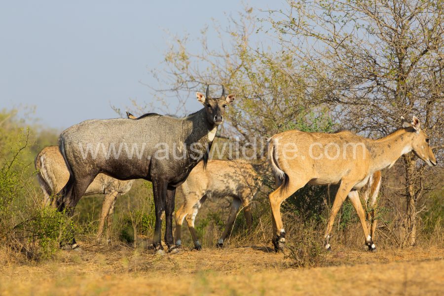 nilgai-blue-bull-boselaphus-tragocamelus