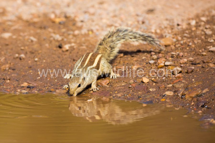 threestriped-palm-squirrel-funambulus-palmarum