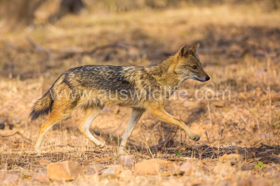 golden-jackal-canis-aureus-5