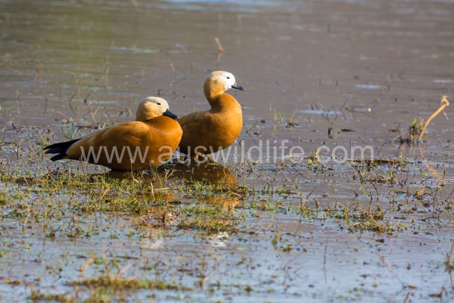 ruddy-shelduck-tadorna-ferruginea