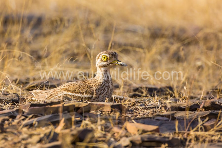 eurasian-thick-knee-stone-curlew-burhinus-oedicnemus