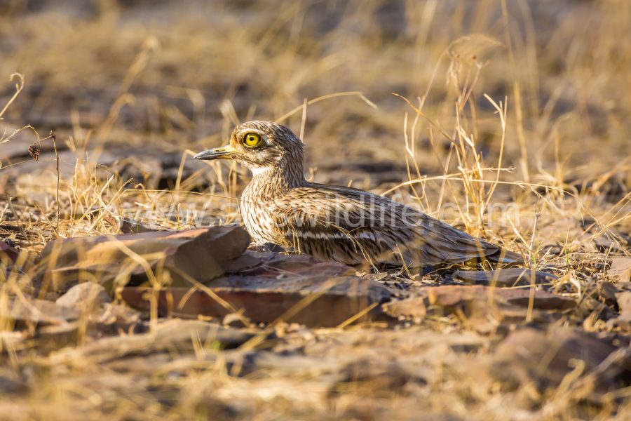 eurasian-thick-knee-stone-curlew-burhinus-oedicnemus-2
