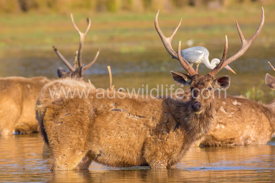 grey-heron-and-sambar-deer-ardea-cinerea-cervus-unicolor-2