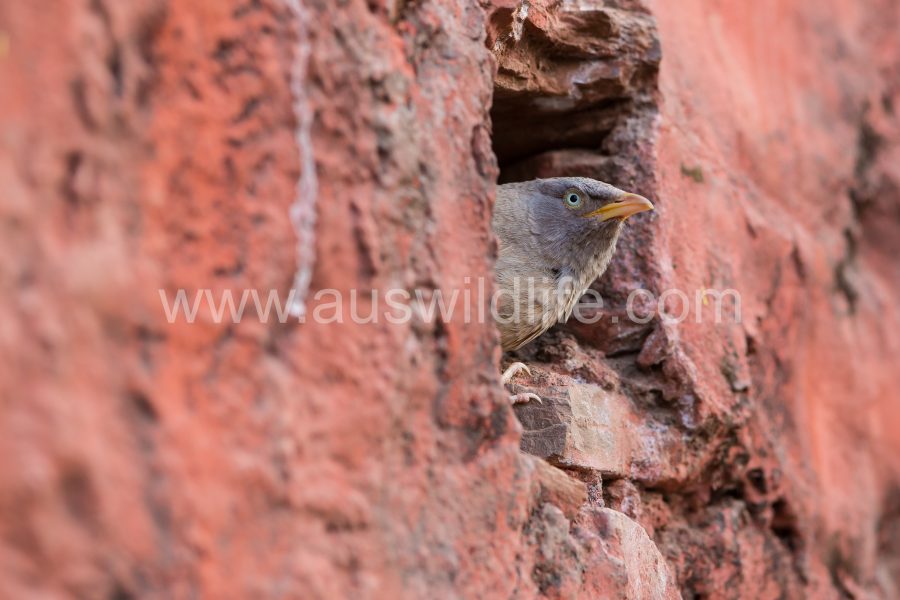 jungle-babbler-turdoides-striata