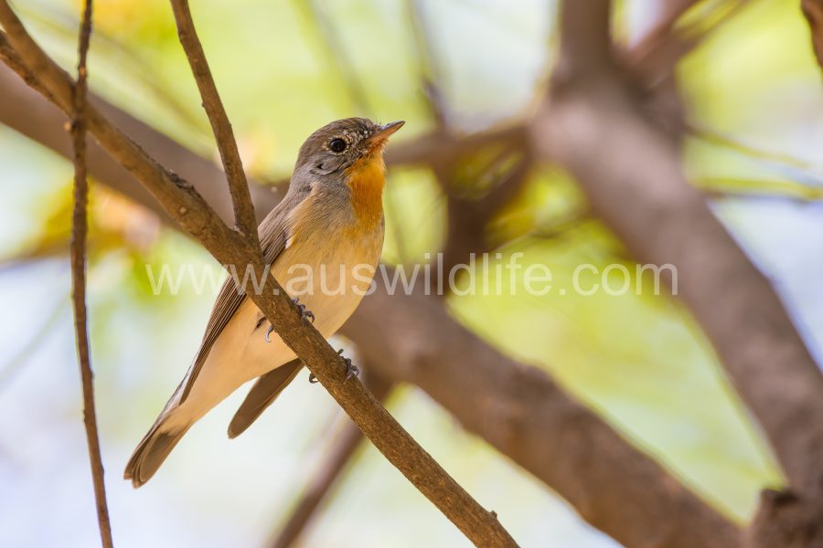 red-breasted-flycatcher-ficedula-parva