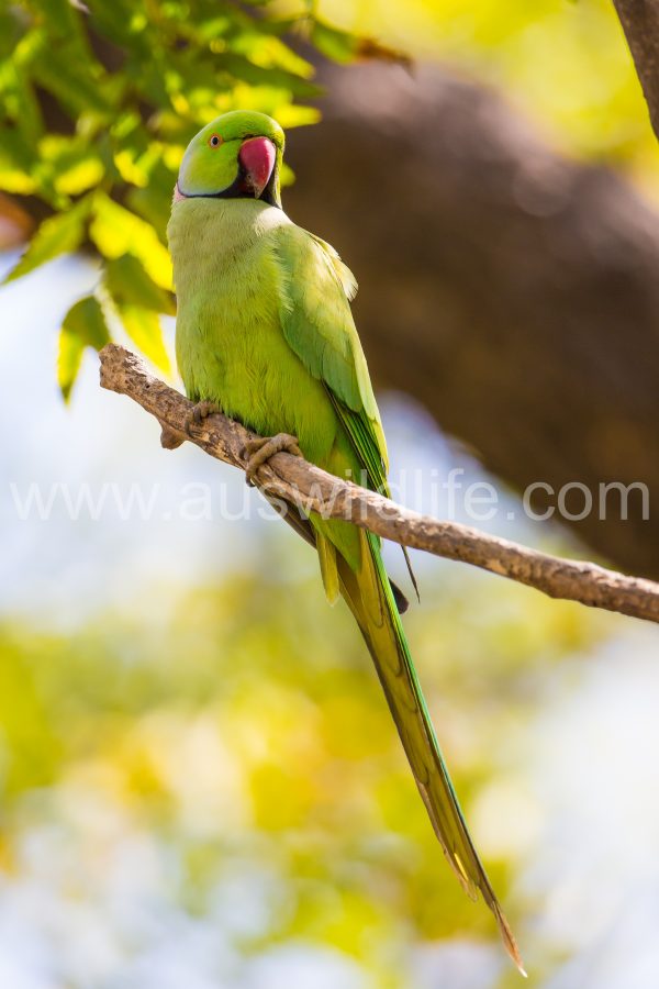 rose-ringed-parakeet-psittacula-krameri