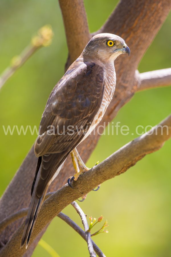 shikra-accipiter-badius
