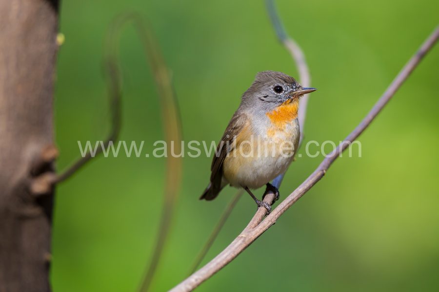 red-breasted-flycatcher-ficedula-parva-2