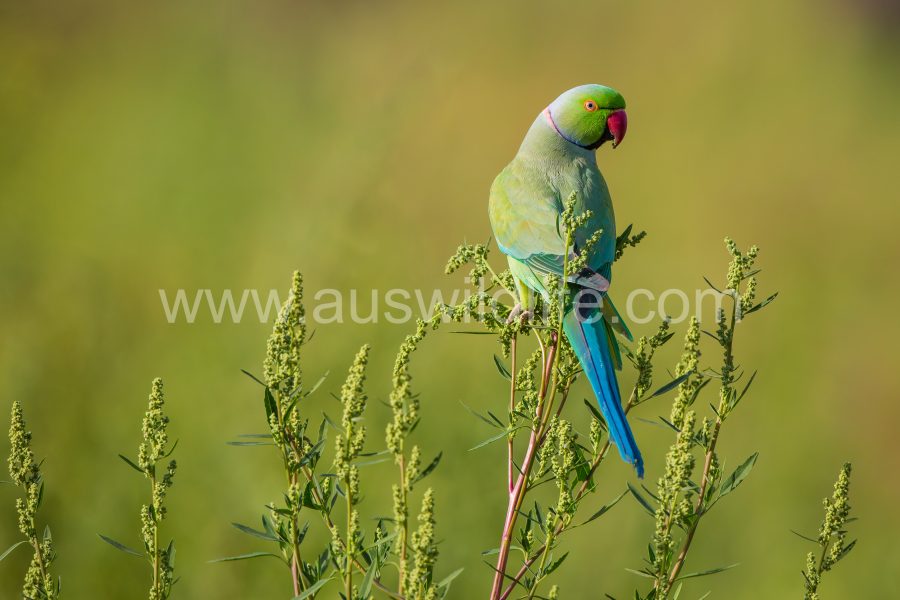 rose-ringed-parakeet-psittacula-krameri-2