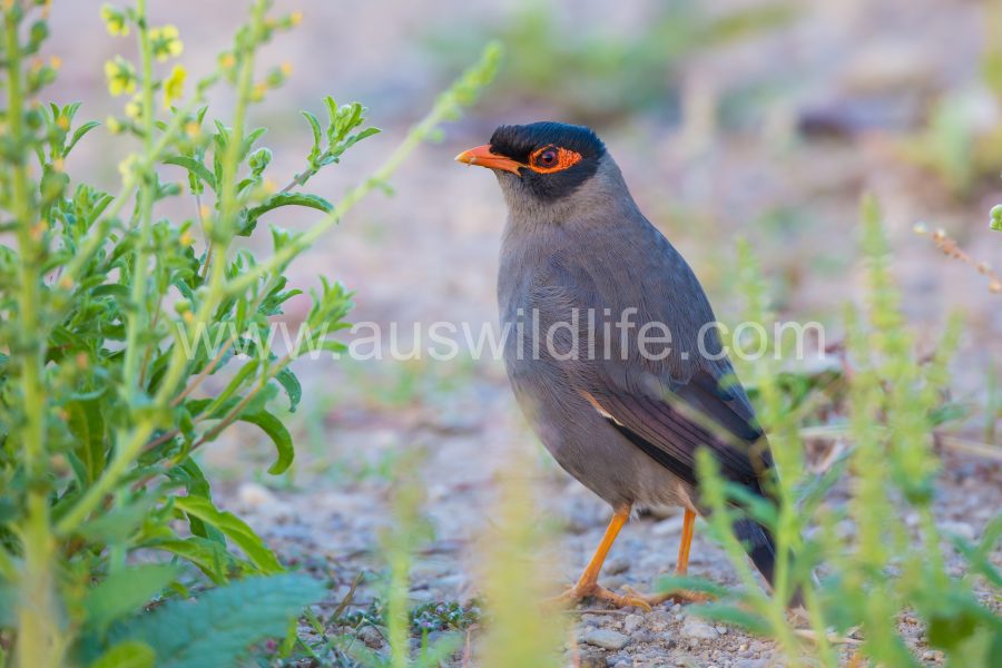 bank-myna-acridotheres-ginginianus