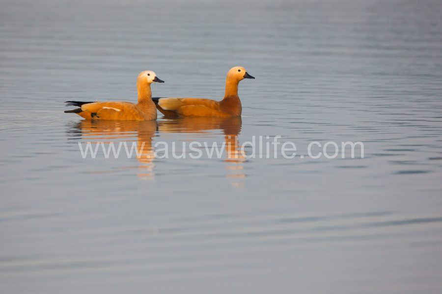 ruddy-shelduck-tadorna-ferruginea-2
