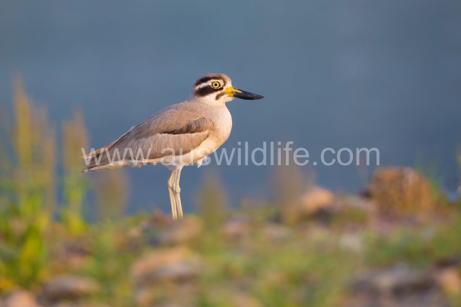 great-thick-knee-stone-curlew-esacus-recurvirostris