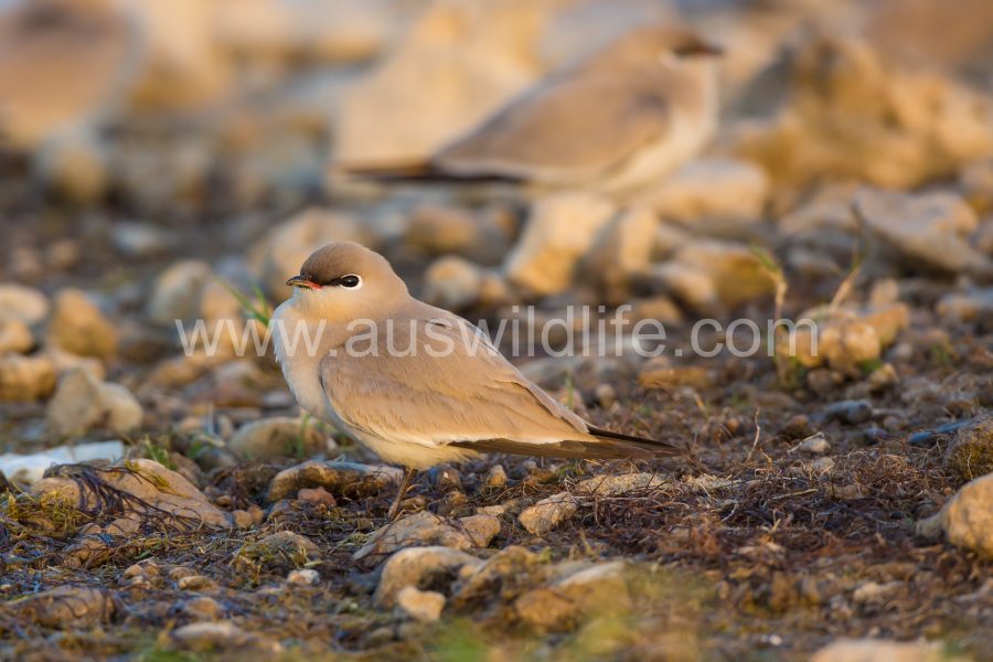 small-pratincole-glareola-tactea