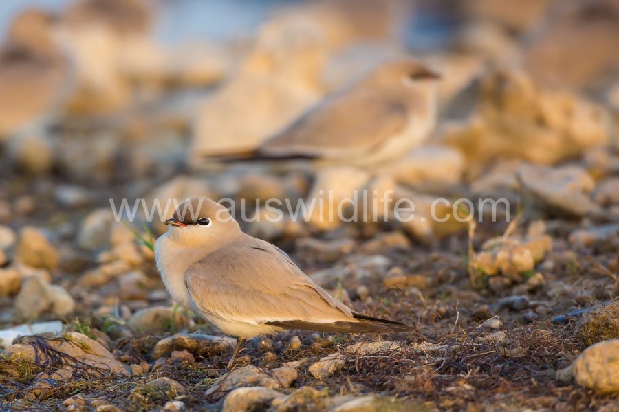 small-pratincole-glareola-tactea-2