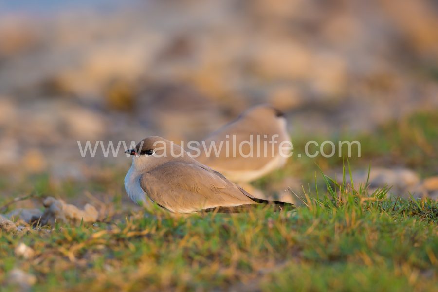 small-pratincole-glareola-tactea-3