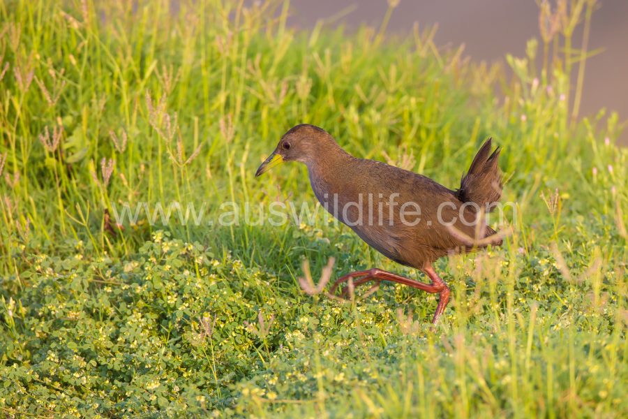 brown-crake-amaurornis-akool