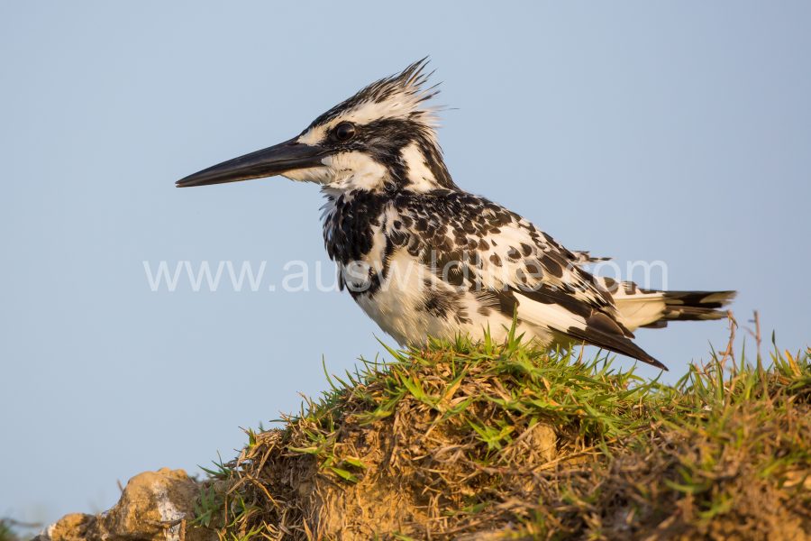 pied-kingfisher-ceryle-rudis-2