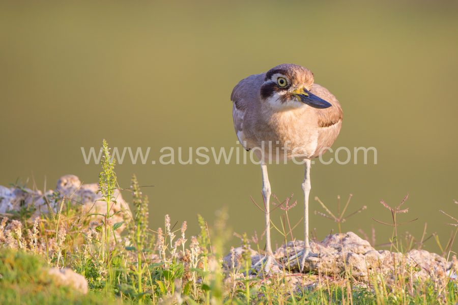 great-thick-knee-stone-curlew-esacus-recurvirostris-2